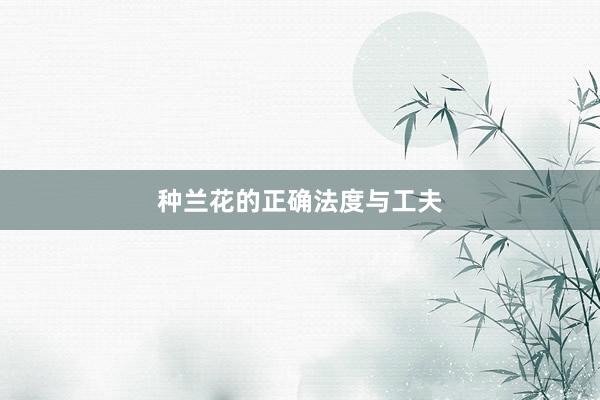 种兰花的正确法度与工夫