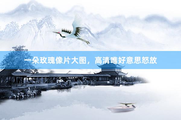 一朵玫瑰像片大图，高清唯好意思怒放